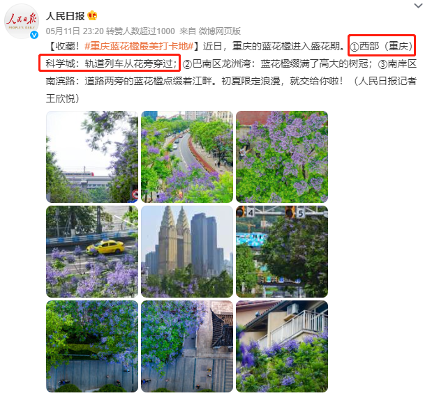 #重庆蓝花楹最美打卡地#重庆地铁广告从花丛中穿过